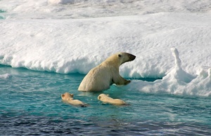 Polar Bear Express: Into the Ice