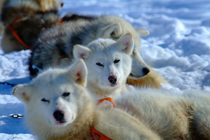 Ice, Northern Lights and Dogsledding in Greenland
