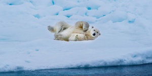 Polar Bear Express: Into the Ice