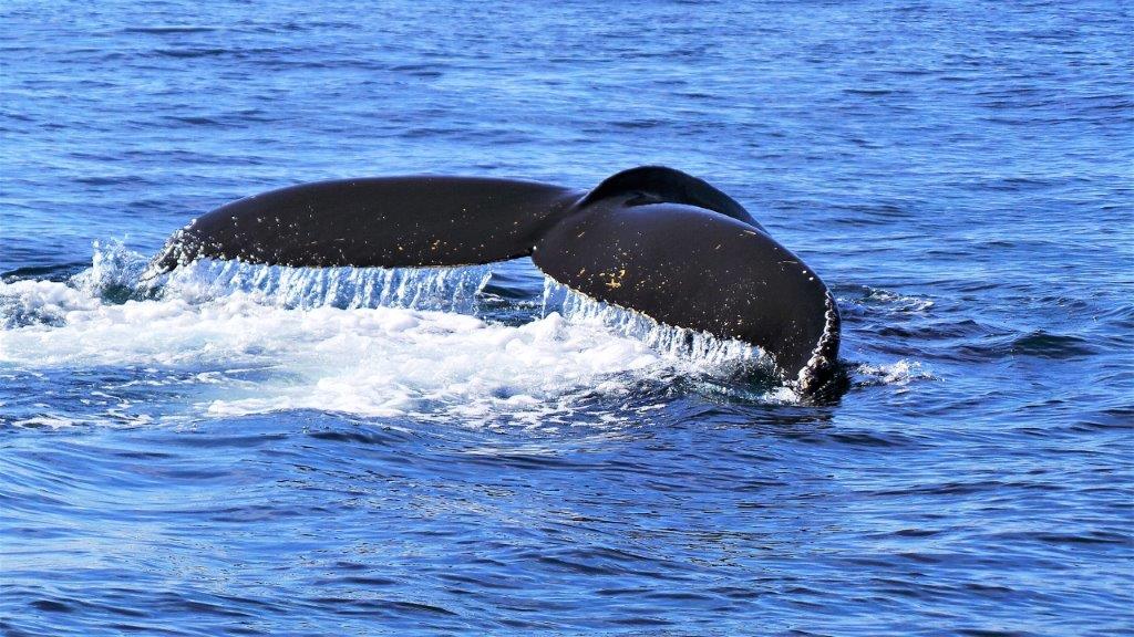 Whales in Husavik