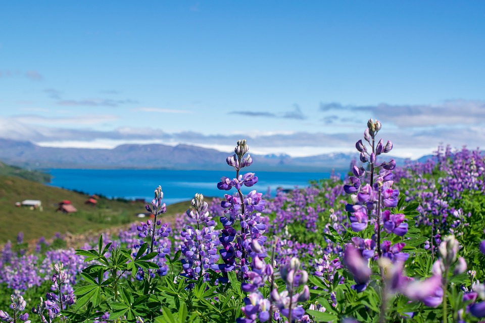 lupine fields in Iceland