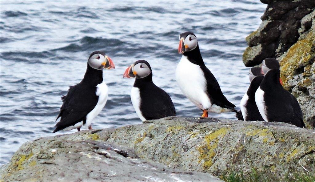 Atlantic Puffin