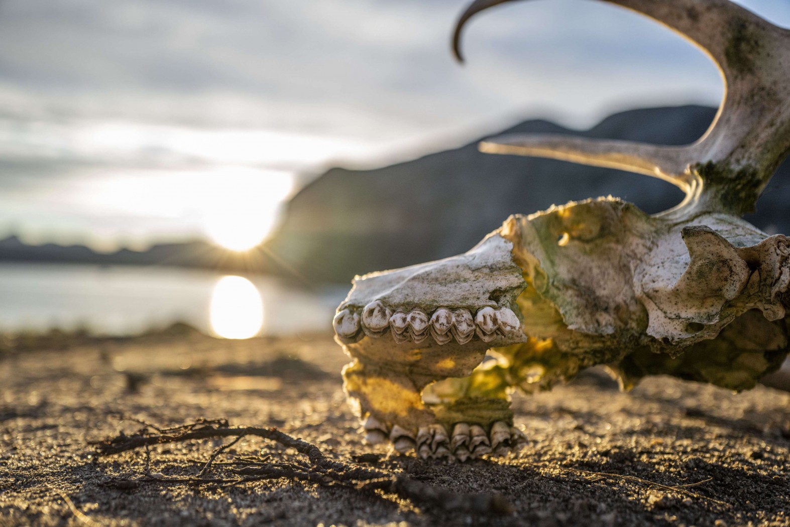 Greenlandic Tale of Icebergs and Inuit Legacy