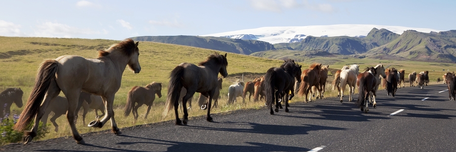 Icelandic Horses 