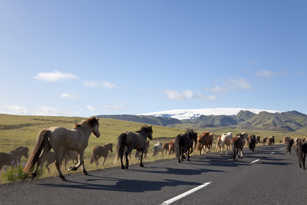 Geysers, Glaciers and Waterfalls