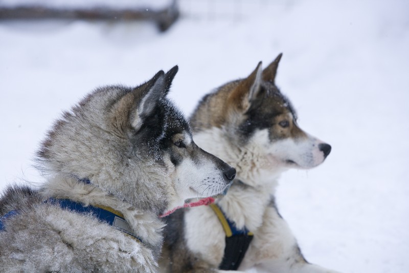 Norwegian Winter Adventure img